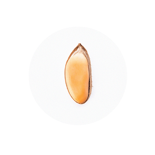 files/African_mango_seed_reduced.png